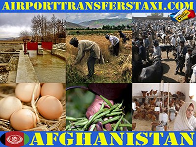 Food Industry Afghanistan - Afghanistan Exports - Made in Afghanistan