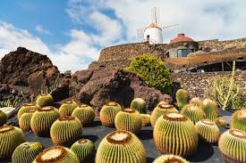 Explore The Cactus Garden Lanzarote - Best Excursions to The Cactus Garden - Best Tours To The Cactus Garden - Volcanic Landscape with Geysery & Eatery